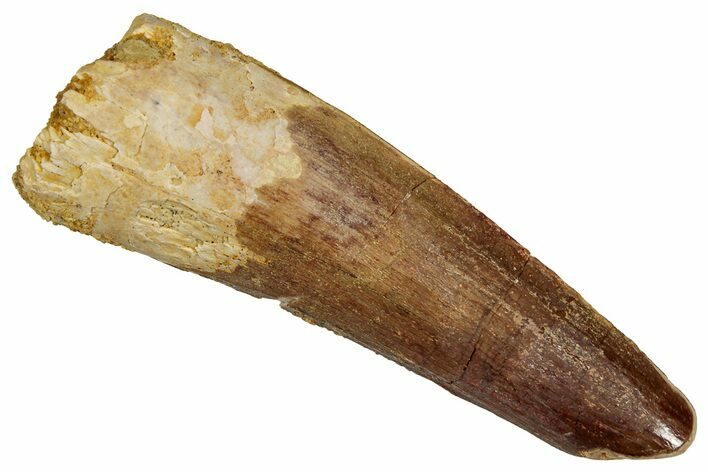 Fossil Spinosaurus Tooth - Real Dinosaur Tooth #356786